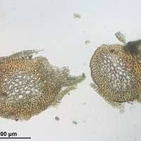 Attēlu rezultāti vaicājumam “Palustriella falcata”