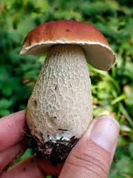 Attēlu rezultāti vaicājumam “Reticularia lycoperdon young”