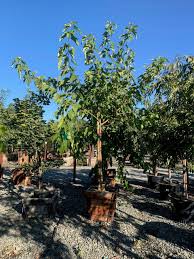 Attēlu rezultāti vaicājumam “Morus alba”