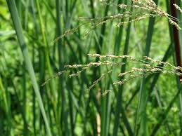 Attēlu rezultāti vaicājumam “Glyceria maxima”