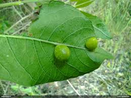 Attēlu rezultāti vaicājumam “Schizolachnus pineti”