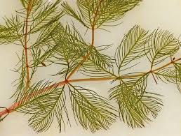 Attēlu rezultāti vaicājumam “Myriophyllum spicatum”