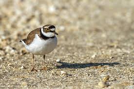 Attēlu rezultāti vaicājumam “Charadrius dubius adult”