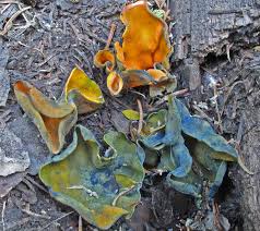 Attēlu rezultāti vaicājumam “Caloscypha fulgens”