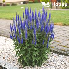 Attēlu rezultāti vaicājumam “Veronica spicata flower”