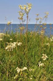 Attēlu rezultāti vaicājumam “Filipendula vulgaris”