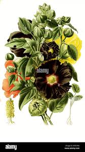 Image result for Stockrose