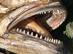 Image result for Pomatomus saltatrix