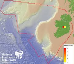 Attēlu rezultāti vaicājumam “Dicranum bergeri”