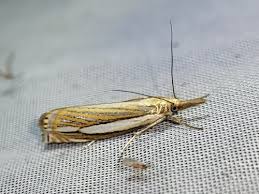 Attēlu rezultāti vaicājumam “Crambus heringiellus”