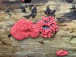 Attēlu rezultāti vaicājumam “Arcyria, Heterotrichia sp.”