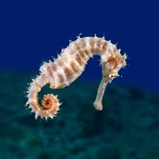 Image result for vissen