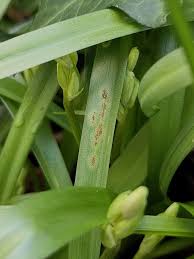 Attēlu rezultāti vaicājumam “Ochropsora ariae spores”