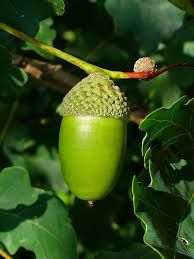 Attēlu rezultāti vaicājumam “Quercus robur fruit”