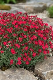 Attēlu rezultāti vaicājumam “Dianthus deltoides”
