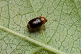 Attēlu rezultāti vaicājumam “Cryptocephalus pusillus”