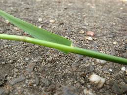 Attēlu rezultāti vaicājumam “Agrostis capillaris”