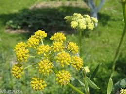 Attēlu rezultāti vaicājumam “Levisticum officinale flower”