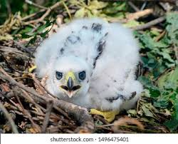 Attēlu rezultāti vaicājumam “Accipiter gentilis nest”
