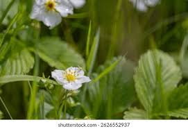 Attēlu rezultāti vaicājumam “Fragaria moschata flower”