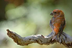 Attēlu rezultāti vaicājumam “Loxia pytyopsittacus”