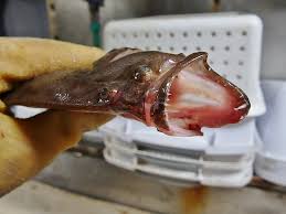 Image result for Paralichthys lethostigma