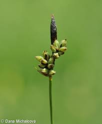 Attēlu rezultāti vaicājumam “Carex montana”