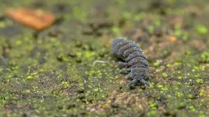 Attēlu rezultāti vaicājumam “Hypogastrura sp.”