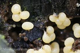 Attēlu rezultāti vaicājumam “Badhamiopsis ainoae macro”