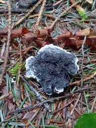 Attēlu rezultāti vaicājumam “Phellodon niger”