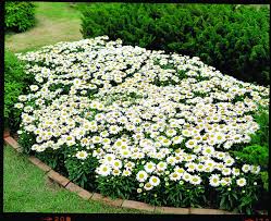 Image result for Chrysanthemum leucanthemum