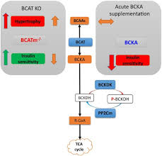 Image result for BCKA