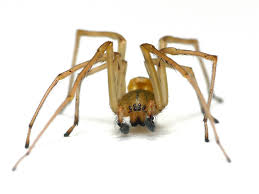 Attēlu rezultāti vaicājumam “Cheiracanthium sp.”