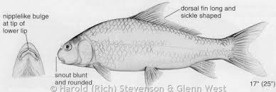 Image result for Carpiodes carpio