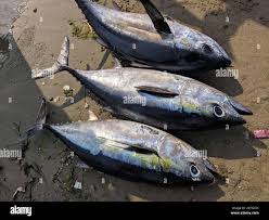 Image result for Thunnus atlanticus
