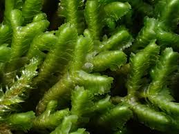 Attēlu rezultāti vaicājumam “Bazzania trilobata”