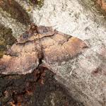 Attēlu rezultāti vaicājumam “Earophila badiata”