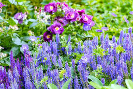 Image result for Salvia pratensis `Rose Rhapsody