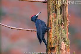 Attēlu rezultāti vaicājumam “Dryocopus martius”