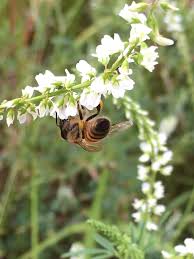 Attēlu rezultāti vaicājumam “Melilotus albus”