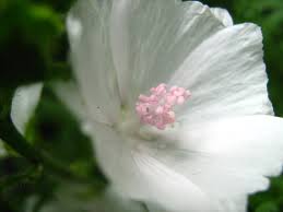 Attēlu rezultāti vaicājumam “Malva moschata alba flower”
