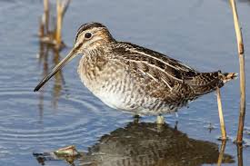 Image result for Gallinago delicata