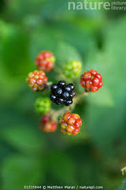Attēlu rezultāti vaicājumam “Rubus plicatus fruit”