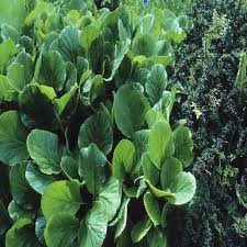 Attēlu rezultāti vaicājumam “Bergenia crassifolia”