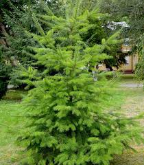 Attēlu rezultāti vaicājumam “Pseudotsuga menziesii”