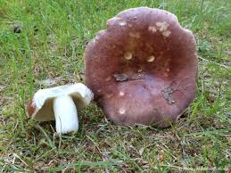 Attēlu rezultāti vaicājumam “Russula vesca”