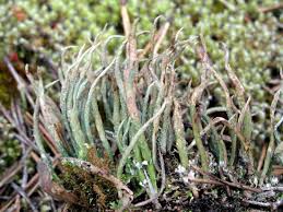 Attēlu rezultāti vaicājumam “Cladonia cornuta”