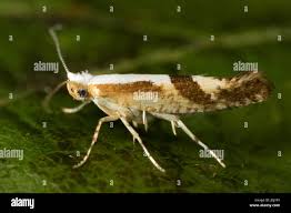 Attēlu rezultāti vaicājumam “Argyresthiidae”