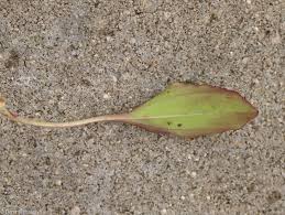 Attēlu rezultāti vaicājumam “Plantago major subsp. intermedia”