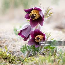 Attēlu rezultāti vaicājumam “Pulsatilla pratensis flower”